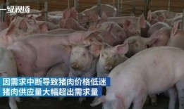 牛媒爆料事件视频大全,事件视频大全深度解析