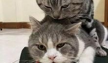 娱乐吃瓜酱猫学鸟走路,酱猫学鸟走路，揭秘动物界的趣味模仿